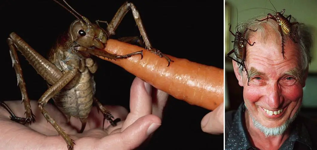 The Giant Weta