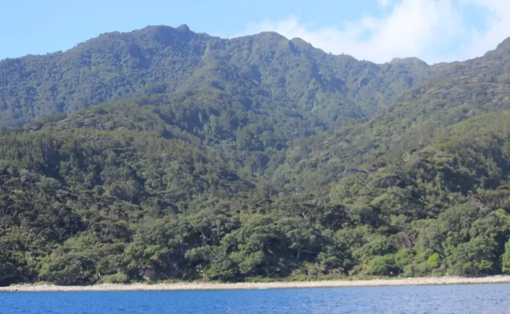 Little Barrier Island, where the Giant Weta lives