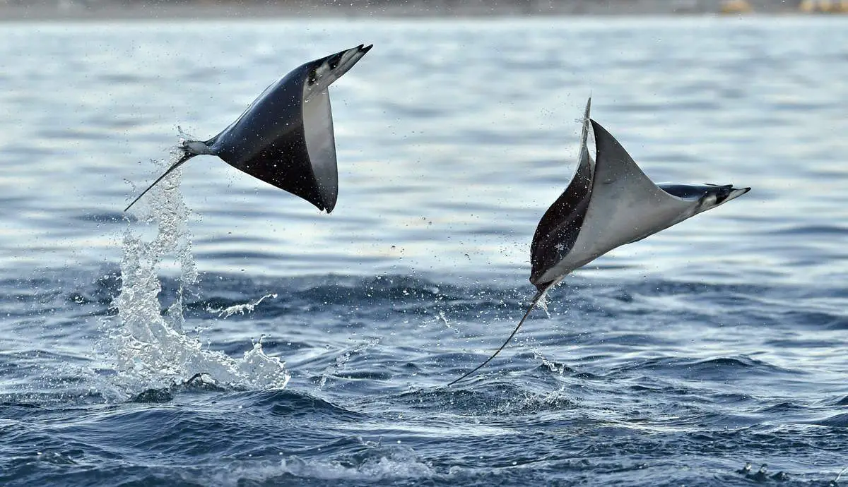 Two mobula rays jumping out of water