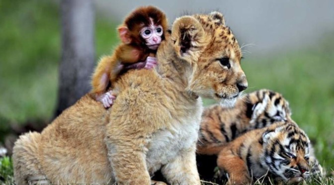 A baby monkey playing with a lion cub at Guaipo Manchurian Tiger Park in Shenyang, China