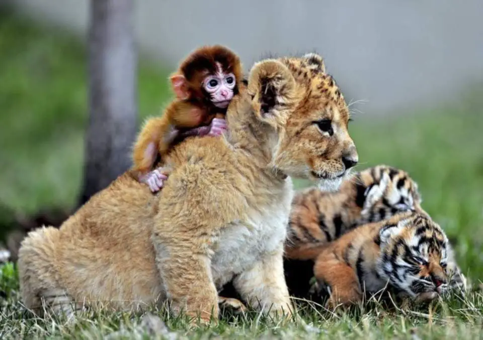 Interspecies friendships: A baby monkey playing with a lion cub at Guaipo Manchurian Tiger Park in Shenyang, China