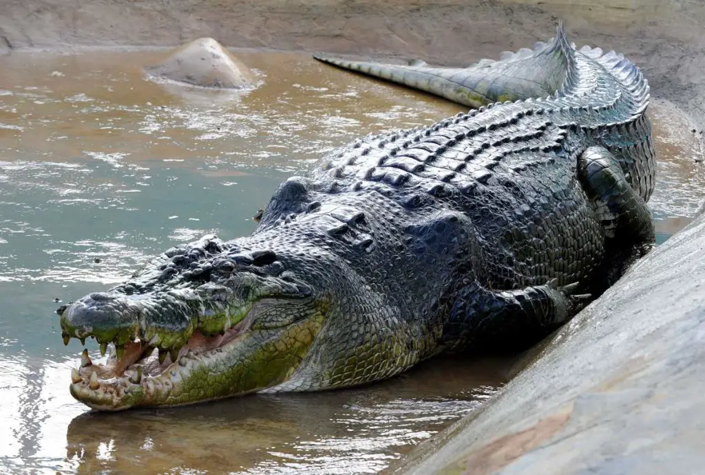 Lolong (crocodile)