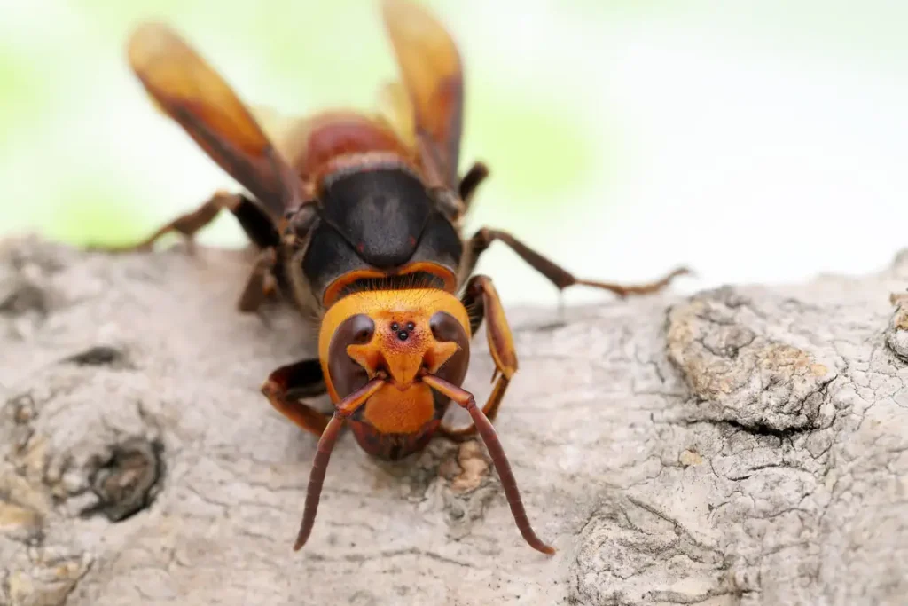 Close-up of a Japanese giant hornet on a tree surface.