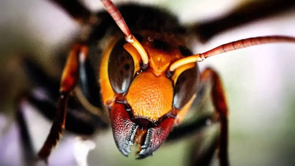 Japanese giant hornet has scissor-like teeth