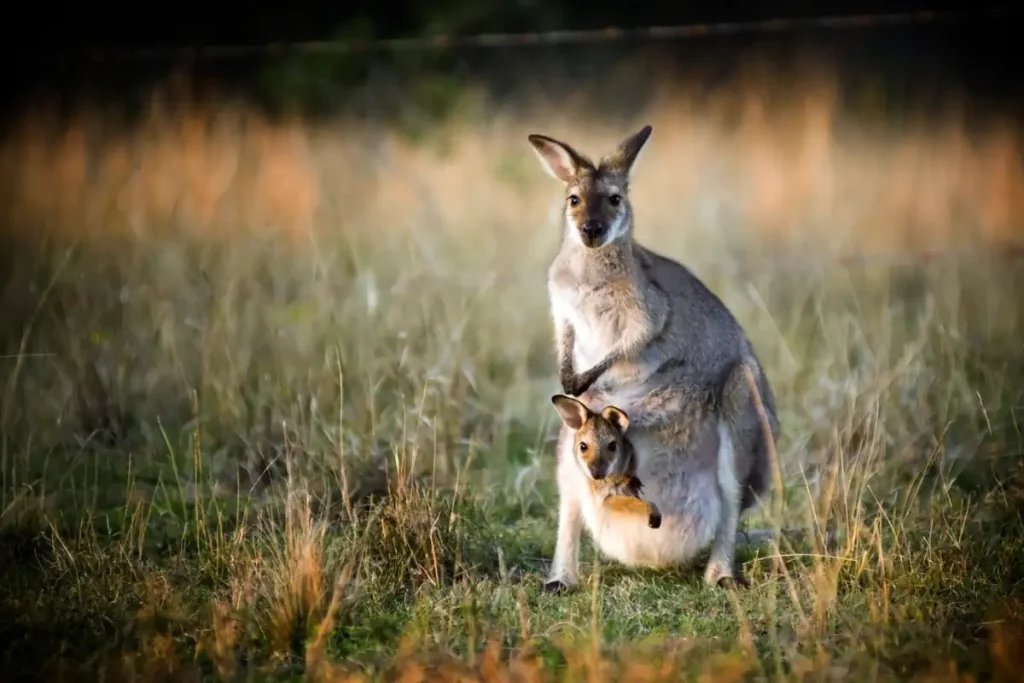 A mother kangaroo and her joey