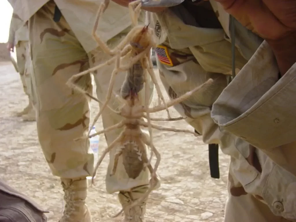 Forced perspective - Camel spiders, Iraq