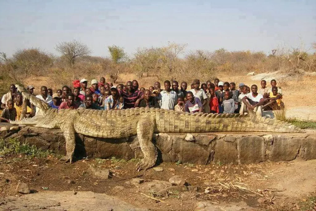 7+ meters crocodile hoax - an example of forced perspective