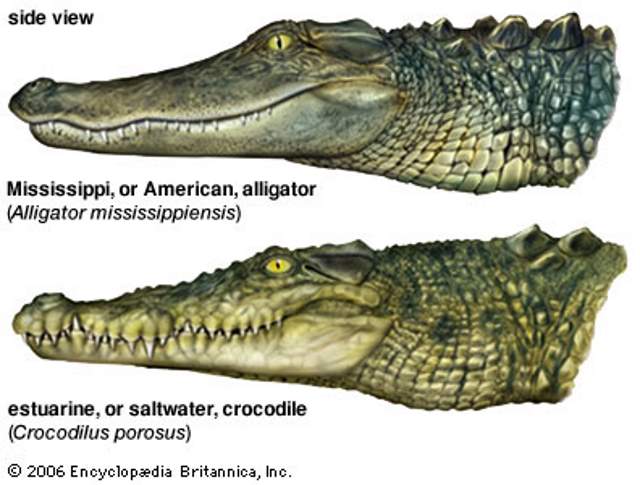 Alligator and Crocodile - teeth placement