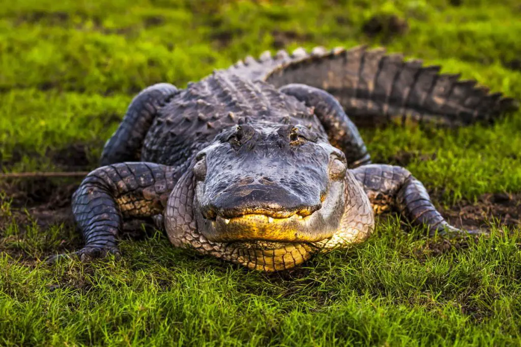 American Alligator - largest alligator species