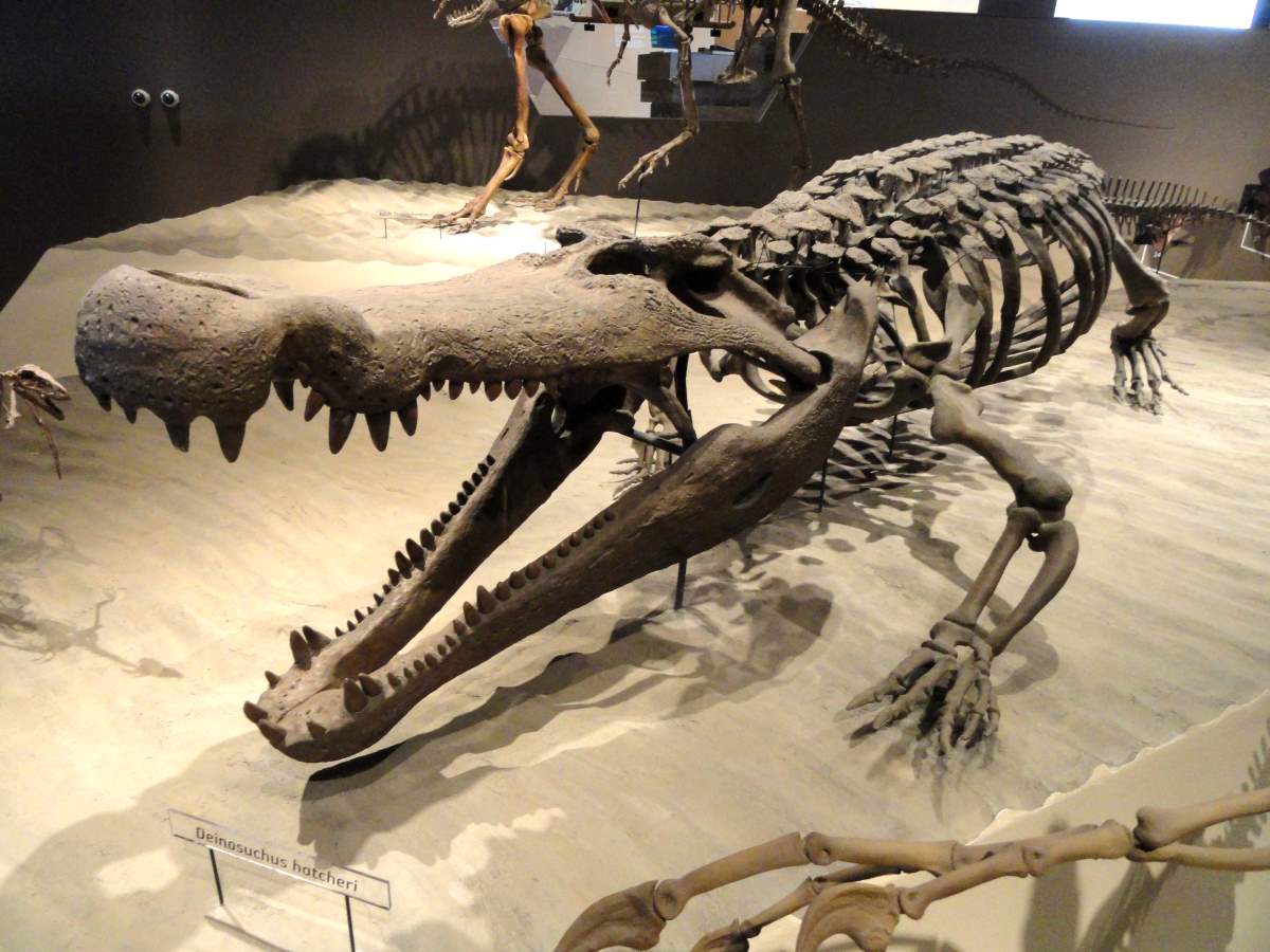Largest prehistoric crocodiles: Deinosuchus hatcheri skeleton