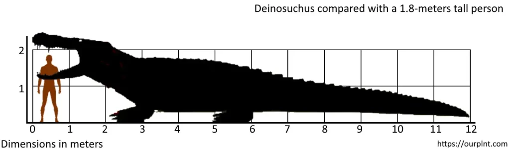 The upper estimate of Deinosuchus compared with a 1.8-meter-tall person.