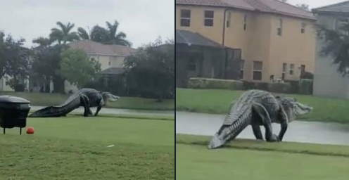 2020 Florida alligator