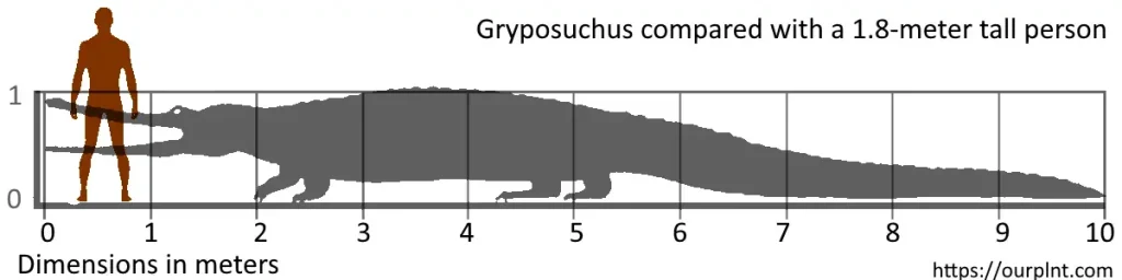 Largest prehistoric crocodiles: Gryposuchus compared with a 1.8-meter tall person