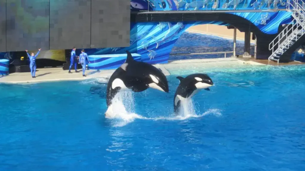Kasatka the orca and her daughter Kalia