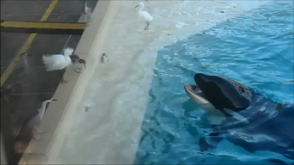 A female killer whale named Kalia who lives at SeaWorld San Diego uses a baitfish to hunt a bird!