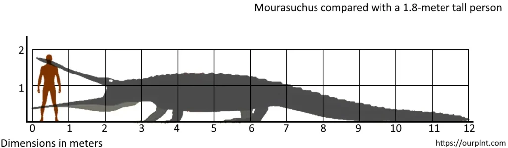 Largest prehistoric crocodiles: The upper estimate of Mourasuchus compared with a 1.8-meter-tall person