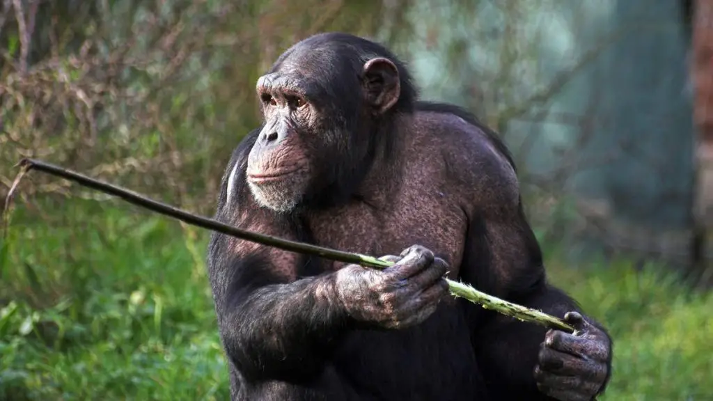 Here's Why Chimpanzees are Stronger than Humans - Our Planet