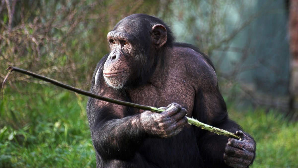 A female chimpanzee holding a stick
