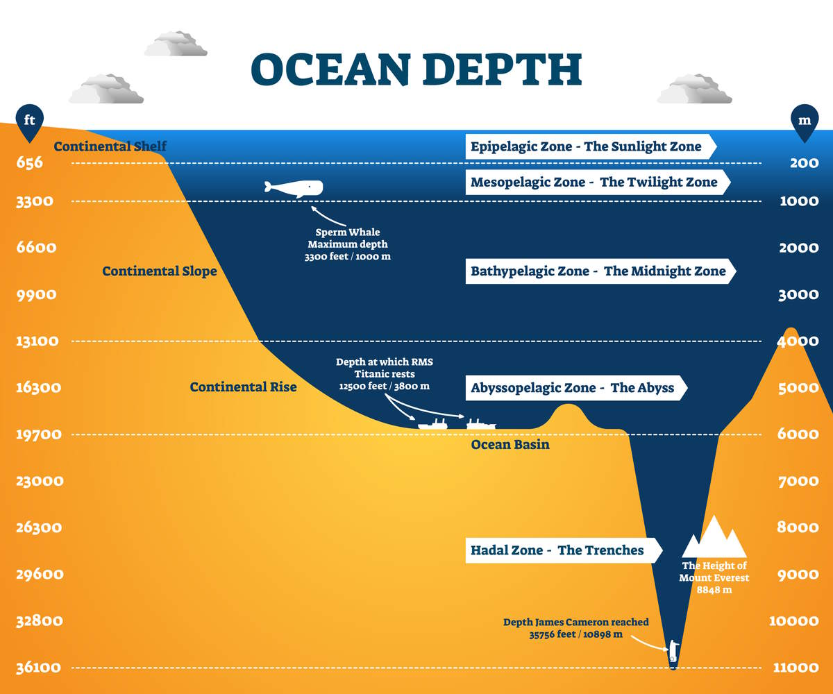 Ocean depth zones infographic, vector illustration labeled diagram