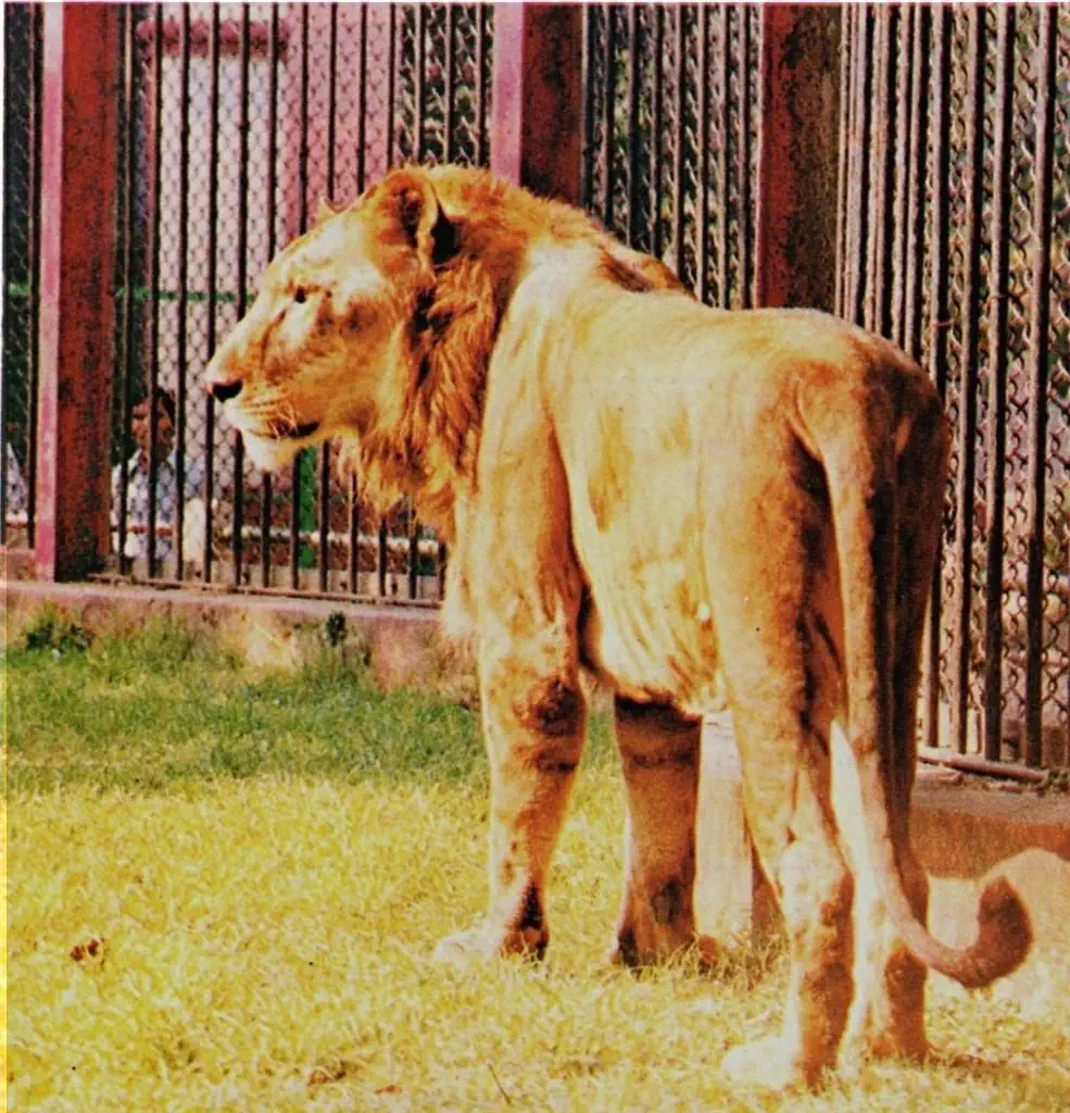 Hybrid big cats: Cubanacan the litigon