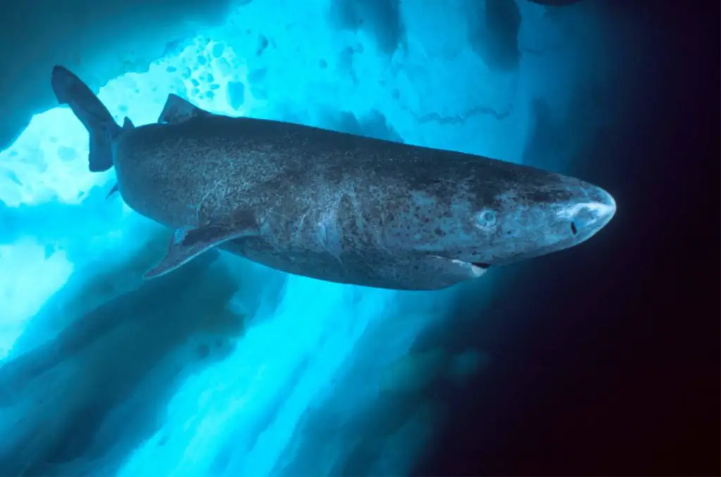 Greenland Shark