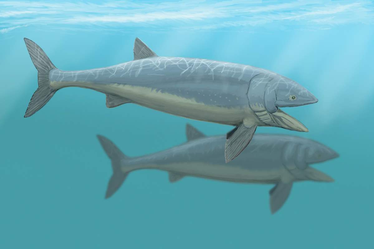 Largest fish ever lived: Leedsichthys