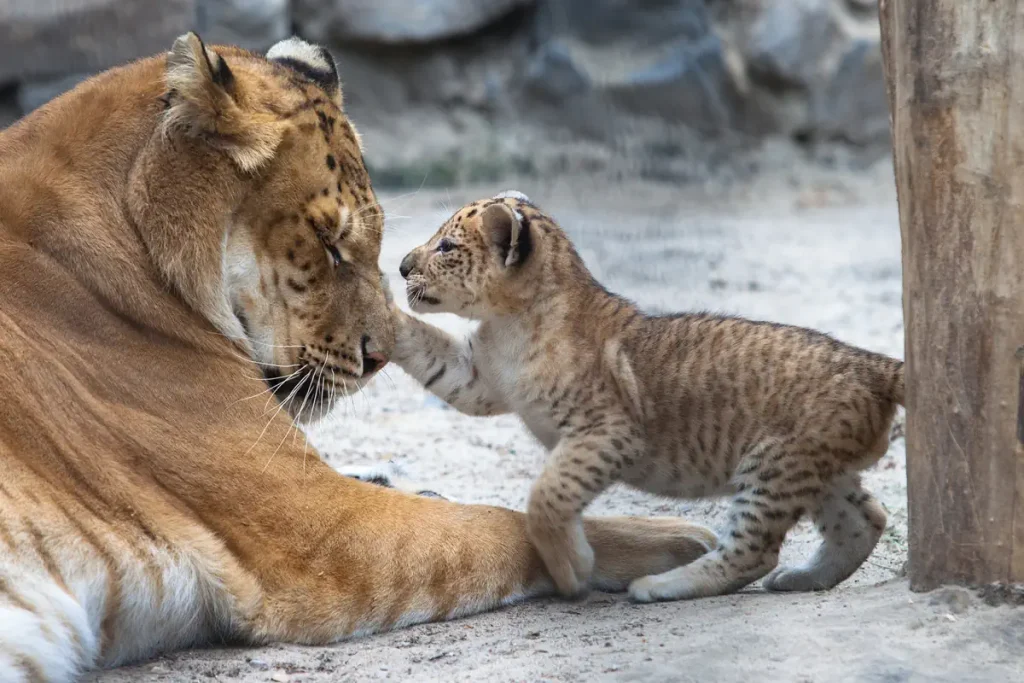 Hybrid big cats: A mother liger and her cub.