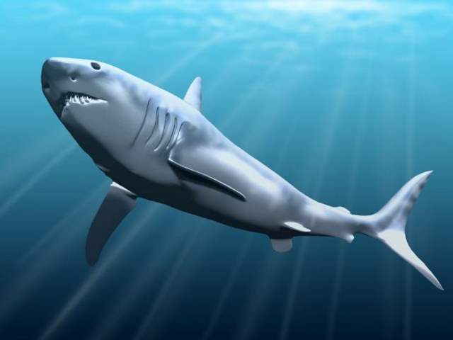 Megalodon