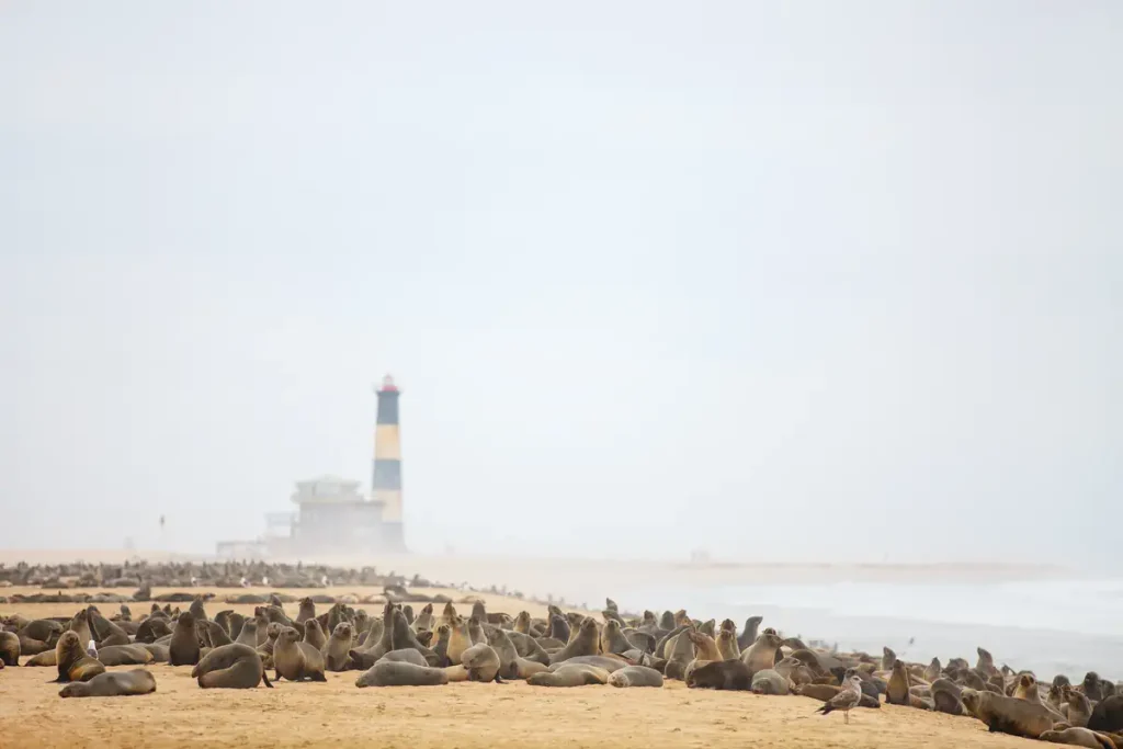 Driest places in the world: A seal colony at Pelican point, Namibia