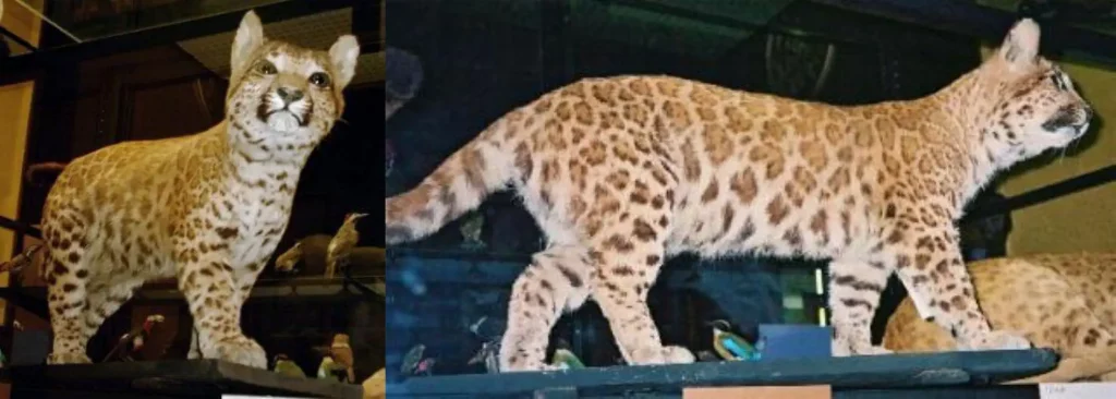 Hybrid big cats: Pumapard