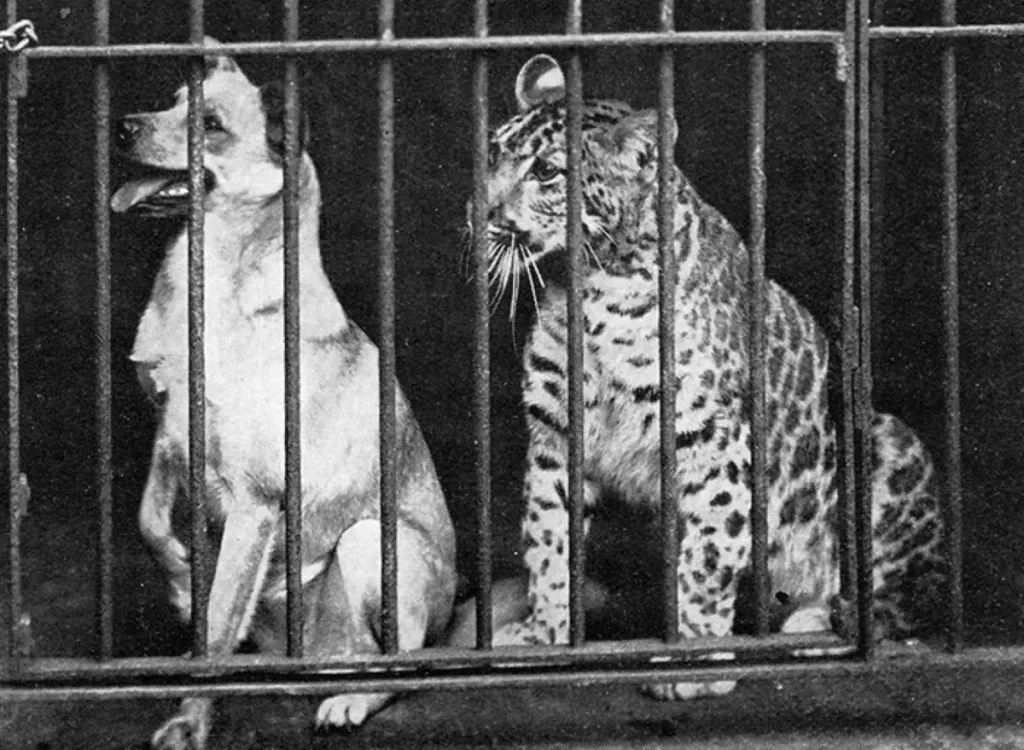 Hybrid big cats: A pumapard is a hybrid of a puma and a leopard