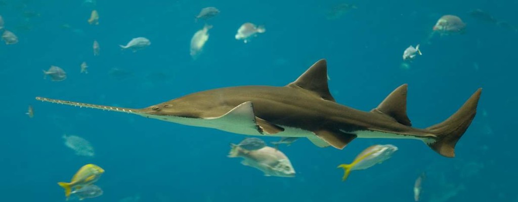 Largest fish species: Smalltooth sawfish