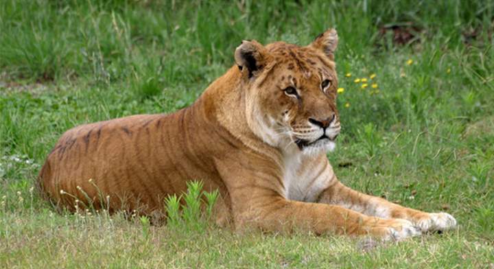 Tigon