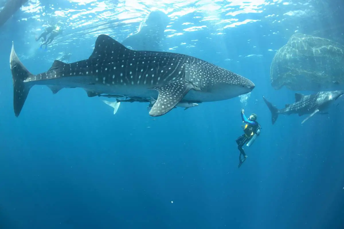 Largest fish species: Whale shark and divers