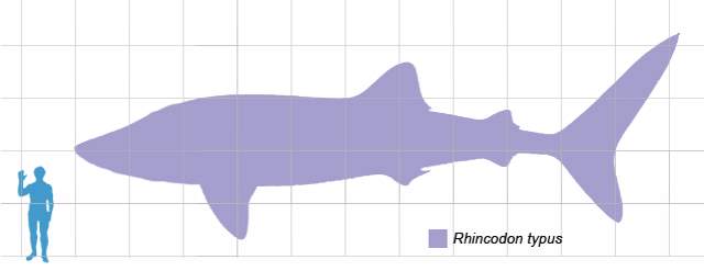 Largest fish species:  Whale shark scale
