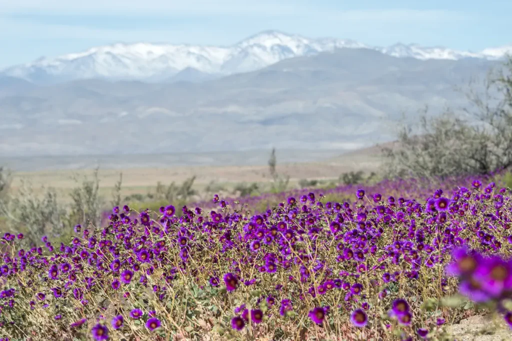 Flowering desert, Atacama