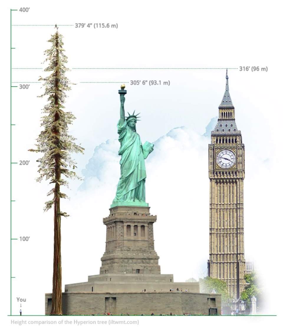 Tallest Tree in the world: height comparison of Hyperion