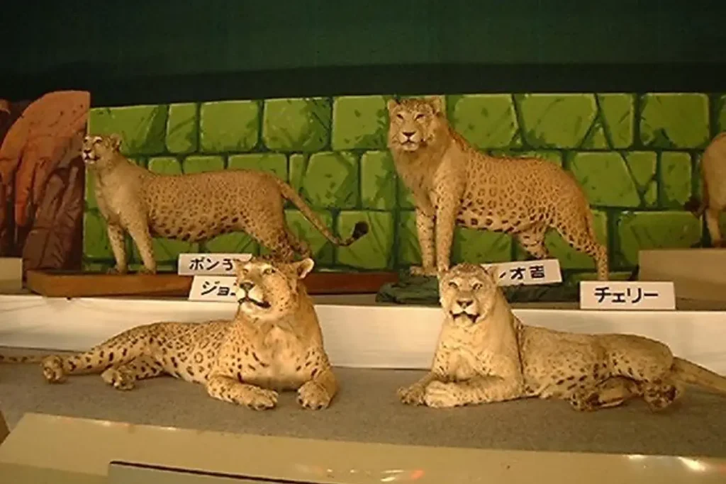 Hybrid big cats: A group of taxidermied leopons