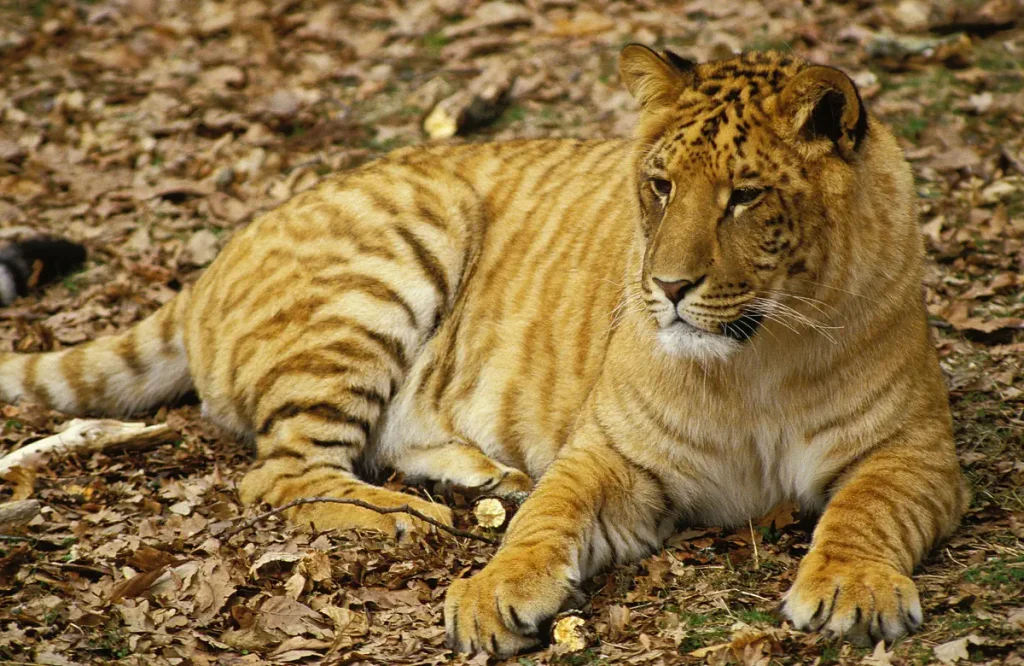 Hybrid big cats: Tigon
