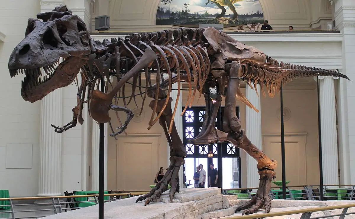 Largest dinosaurs ever lived: Sue the T-Rex
