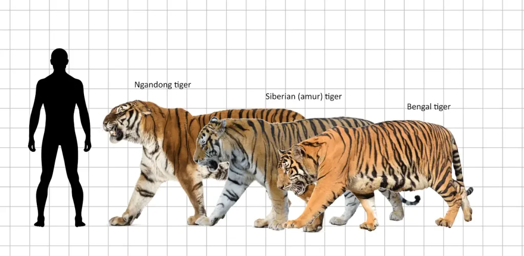 Largest prehistoric cats: Ngandong tiger size comparison (vs Amur tiger, Bengal tiger, and a 1.8-meter tall man)