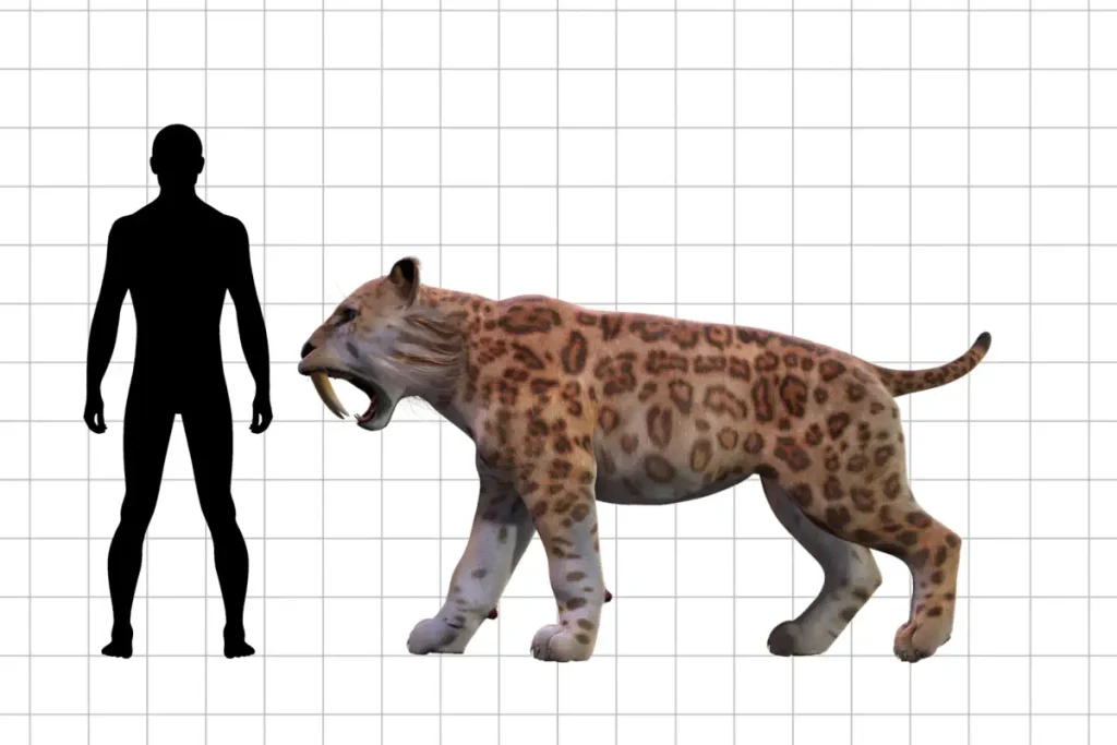 Largest prehistoric cats: Smilodon populator compared to a 1.8 meter-tall human.