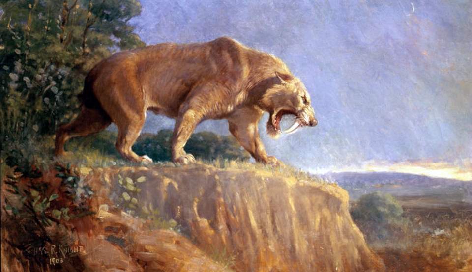 Largest prehistoric cat: Smilodon populator restoration