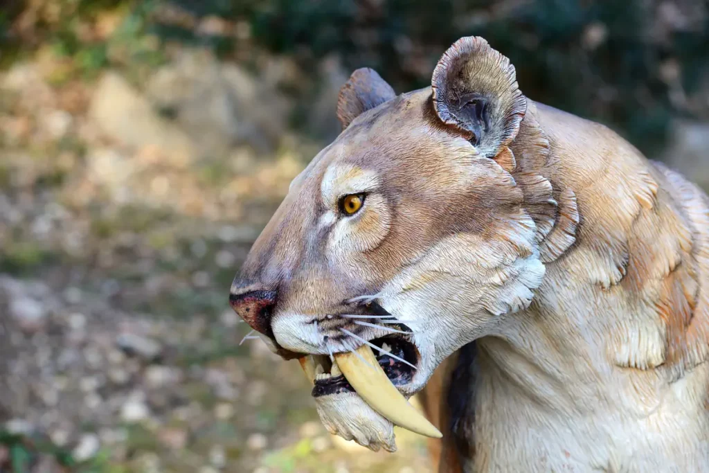 Largest prehistoric cats: Smilodon [saber-toothed tiger]