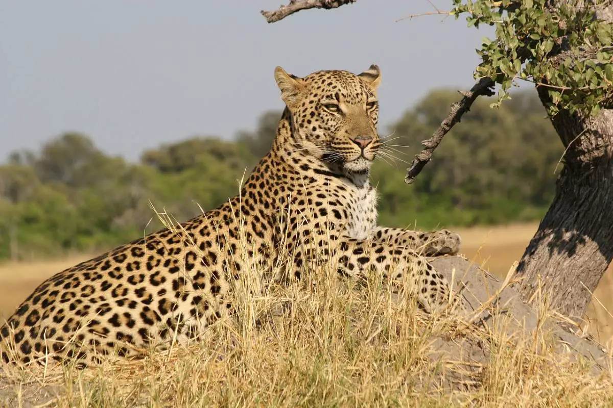 Most powerful bite forces in carnivore land mammals: African Leopard