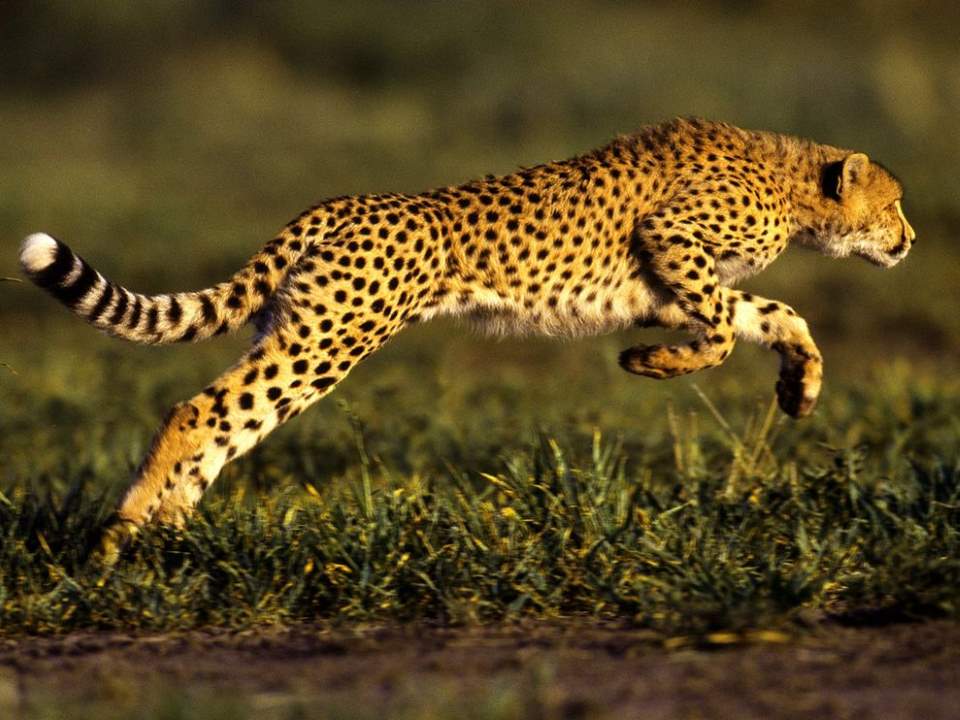 Most powerful bite forces in carnivore land mammals: Cheetah