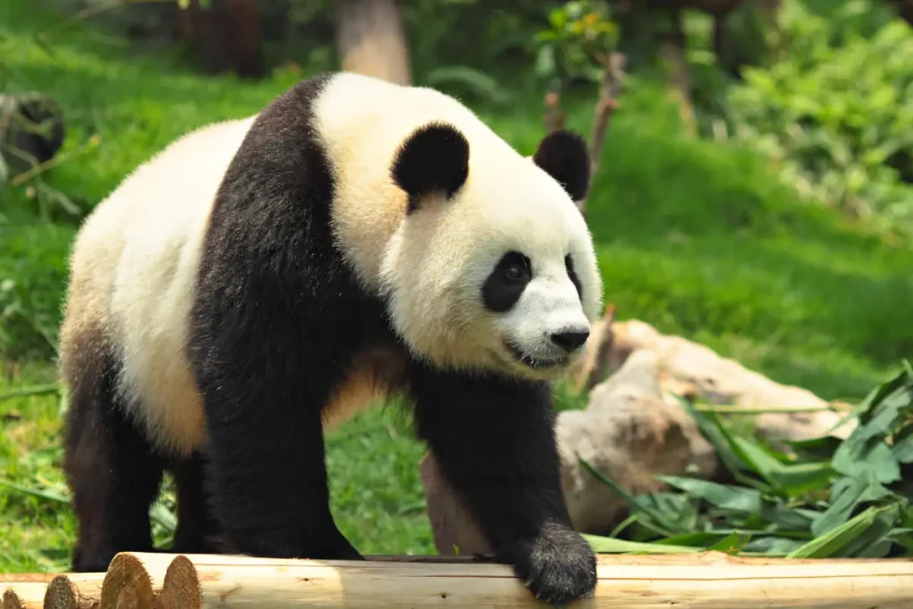 Most powerful bite forces in carnivore land mammals: Giant panda
