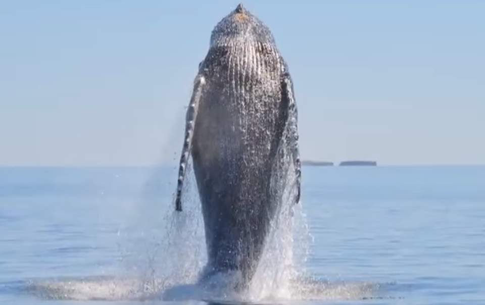 Saving whales - humpback whale