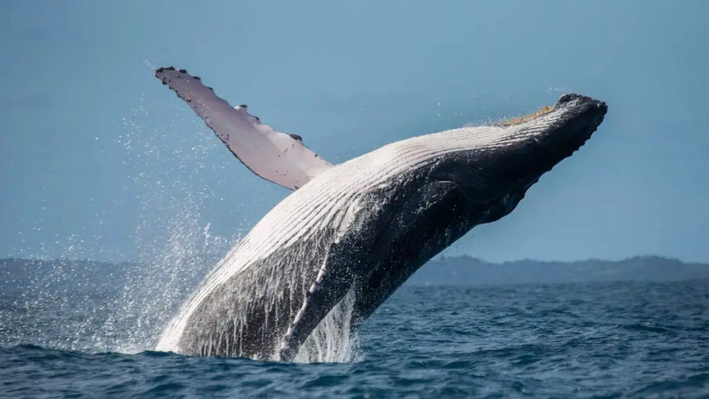 Humpback whale jumping out of water