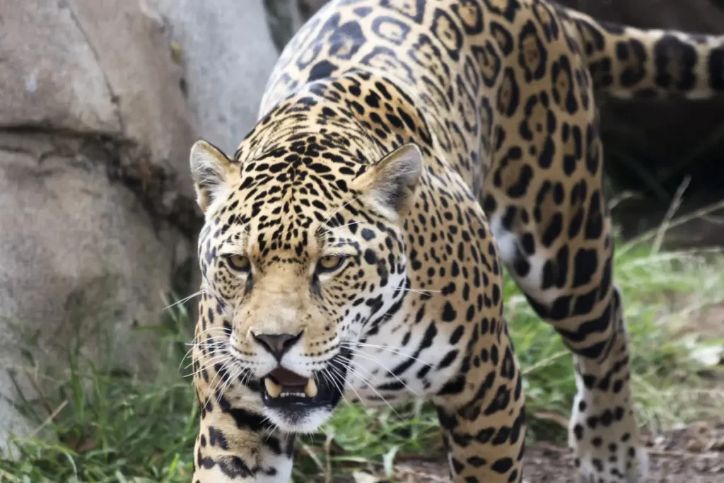 Most powerful bite forces in carnivore land mammals: Jaguar